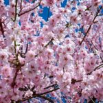 japanese-cherry-trees-2168858_1920